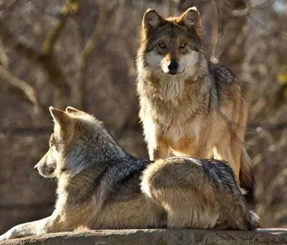 Wolven
