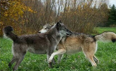Knuffelende wolven?!