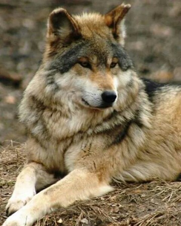 Wolf