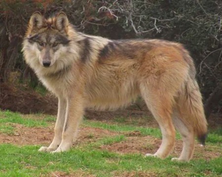 Wolf