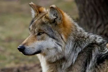 Wolf