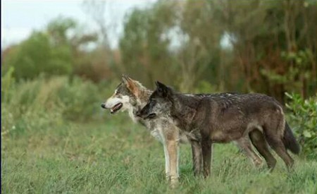 Wolven