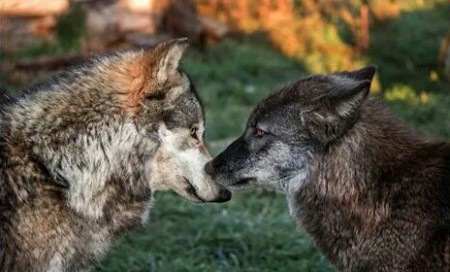 Likkende wolven?!