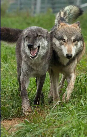 Wolven