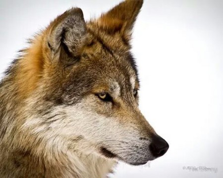 Wolf