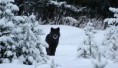 /album/fotogalerij-werewolf-society/img-79518791715171-jpeg/