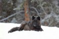 /album/fotogalerij-werewolf-society/img-165998085765466-jpeg/