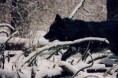 /album/wolven/img-20141117-wa0008-jpg/
