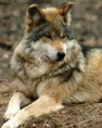 /album/wolven/img-20141117-wa0009-1-jpg/