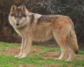 /album/wolven/img-20141117-wa0010-jpg/