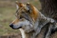 /album/wolven/img-20141117-wa0011-jpg/