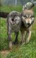 /album/wolven/img-20141117-wa0014-1-jpg/
