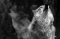 /album/wolven/images-jpg/