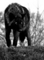 /album/wolven/download-jpg/